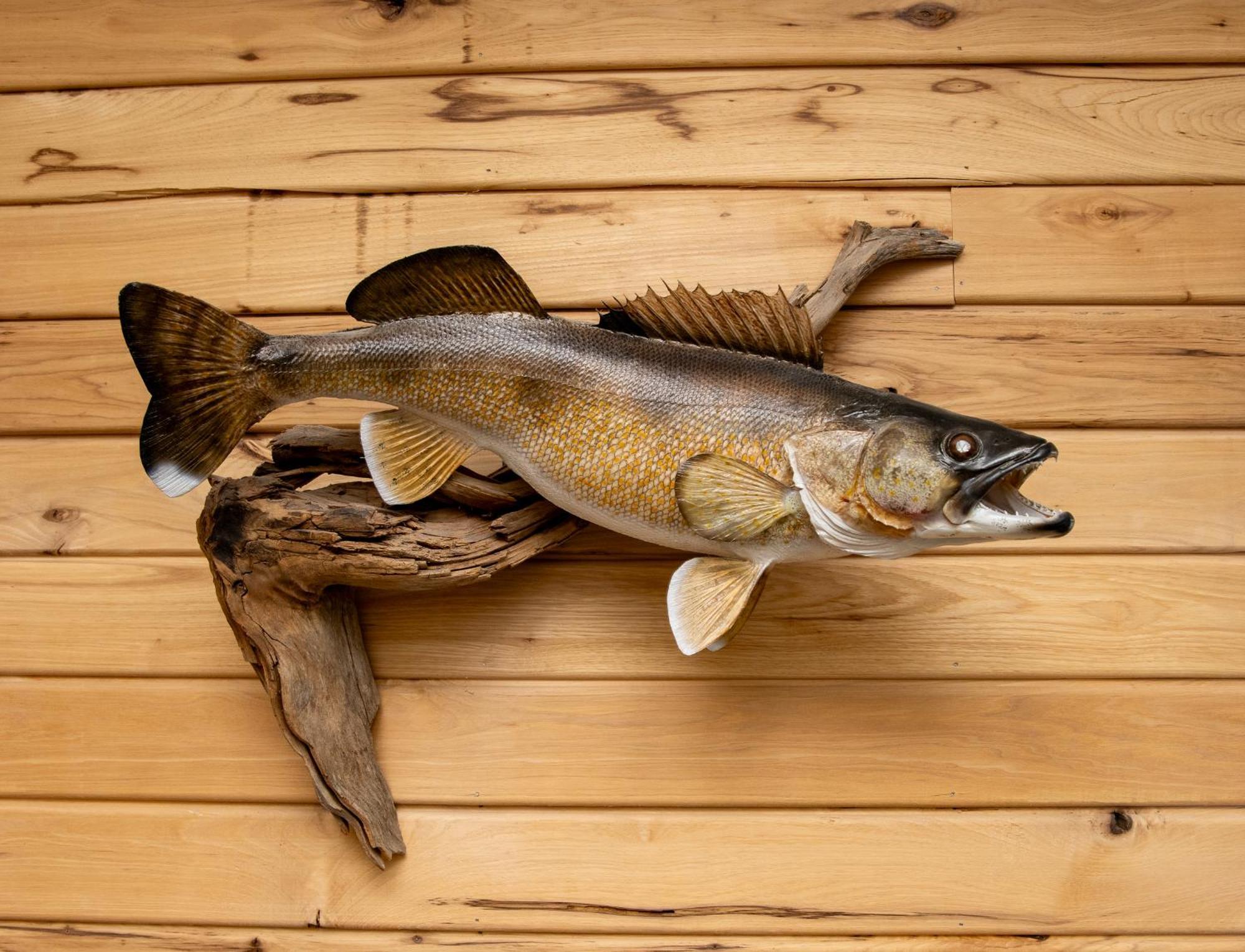 Walleye Inn Baudette Buitenkant foto